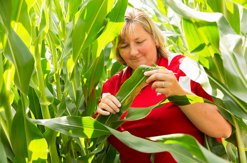 Dr. Tamra Jackson-Ziems in field looking at corn