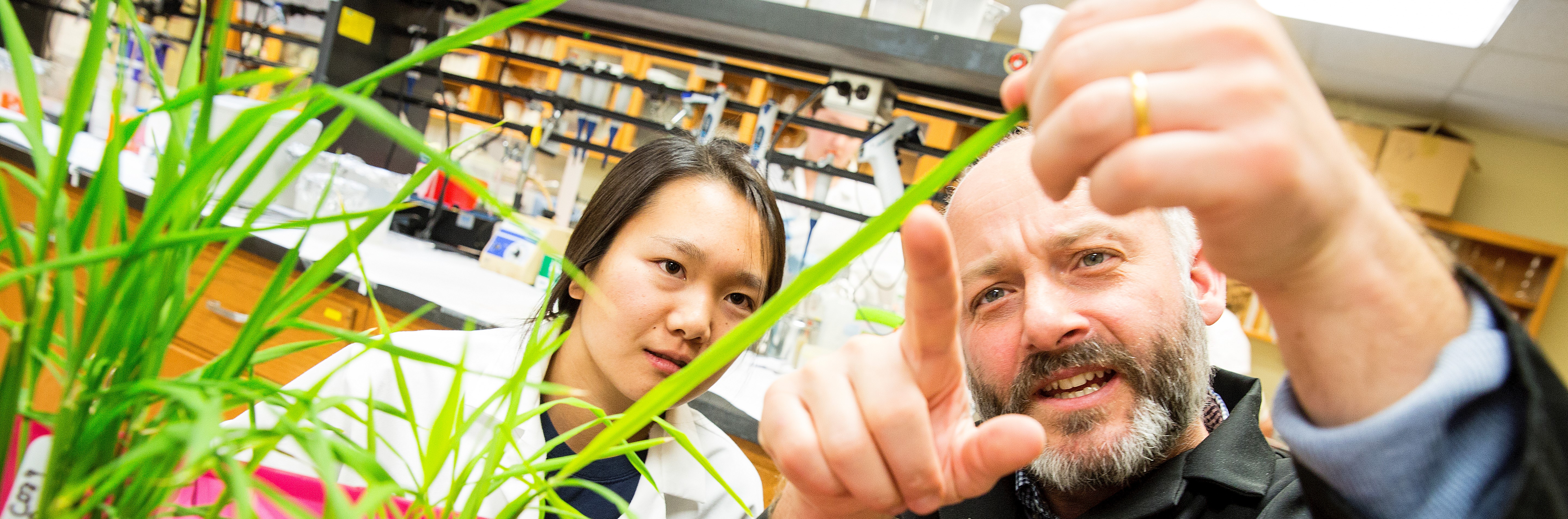 Dr. Rich Wilson examines a rice leaf with an undergraduate student