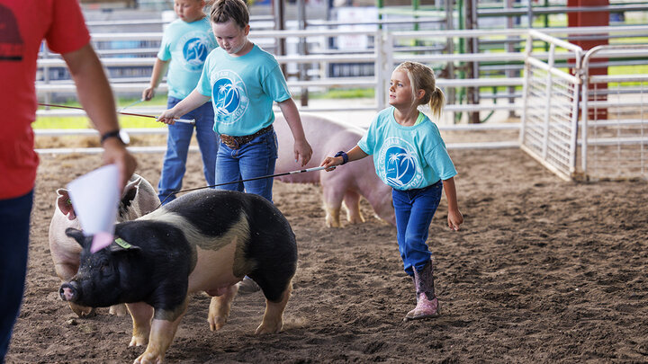 Ivy Mentink, 5, coaxes her pig around the ring during the Clover Kids competition. 4-H Polk County Fair in Osceola, Nebraska. July 19, 2024.