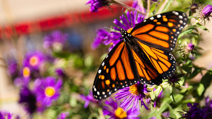 A monarch butterfly rests on a purple aster on campus.