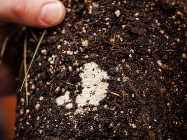 A fescue sample with fungus growing on its roots